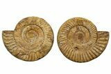 Cut & Polished Jurassic Ammonite (Perisphinctes) Fossil #344946-1